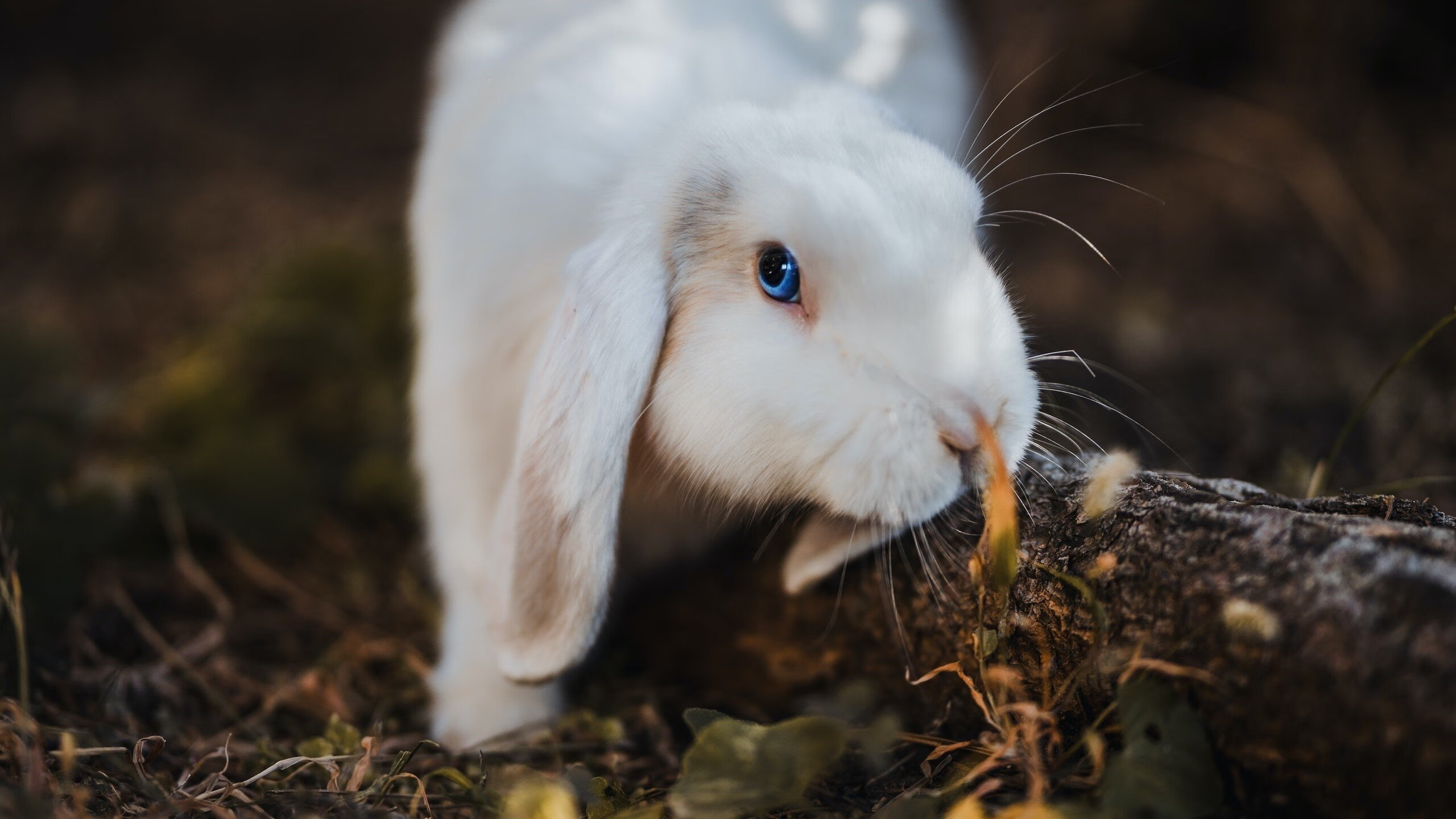 新王当立，莱比锡红牛哲学冲垮旧秩序，卢卡库在美加墨世界杯接管未来